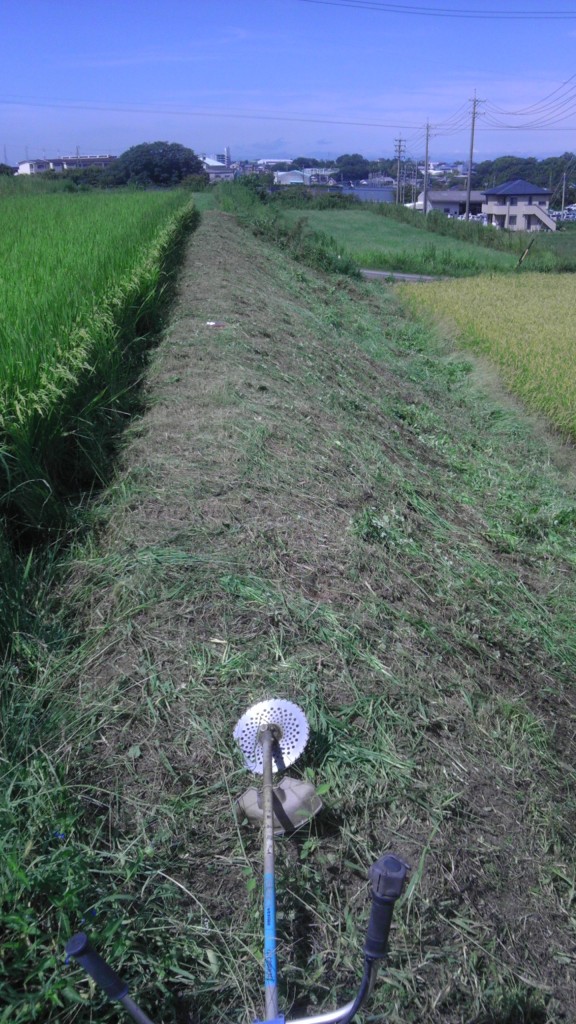 IMAG0391　畔草刈後